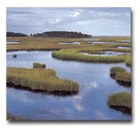 http://www.epa.gov/OWOW/wetlands/index.html