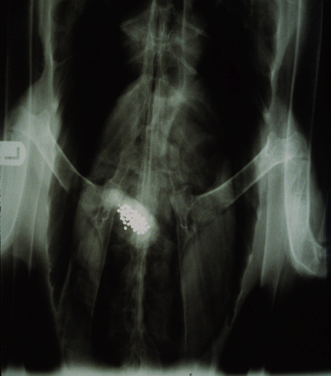 Trumpeter Swan X-Ray
