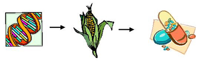 Bio-Pharming Processes