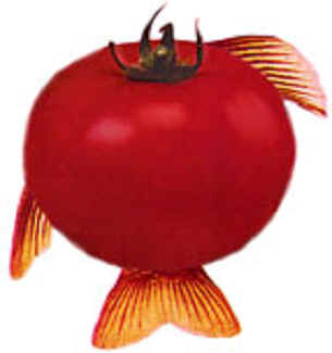 "Genetically Modified Tomatoes"