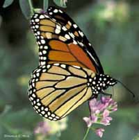 "Monarch Butterfly"